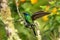 Green violet-ear sitting on branch, hummingbird from tropical forest,Ecuador,bird perching,tiny bird with outstretched wings,clear