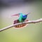 Green Violet Eared Hummingbird.