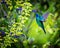 Green Violet Eared Hummingbird.