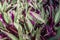 Green and violet texture of tradescantia spathacea leaves we see in the photo