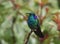 Green Violetear Hummingbird Colibri thalassinus