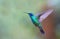 Green Violetear Hummingbird in-flight