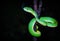 Green viper snake