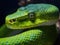 Green viper snake