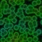 Green virus texture