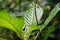 Green walking stick insect hiding on the green leaf