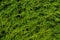 The green wall of the evergreen conifer tree thuja Platycladus orientalis. Close-up of green leaves of thuja, background pattern,