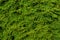 The green wall of the evergreen conifer tree thuja Platycladus orientalis. Close-up of green leaves of thuja, background pattern,