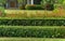 Green wall fence of bush and colorful shrub