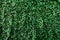 Green wall with green leaves, ecological background, wallpaper