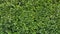 Green Wall Hedge Boxwood