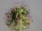 Green wall mounted plant with purple flowers