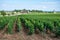 Green walled grand cru and premier cru vineyards with rows of pinot noir grapes plants in Cote de nuits, making of famous red