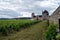 Green walled grand cru and premier cru vineyards with rows of pinot noir grapes plants in Cote de nuits, making of famous red