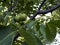 Green walnut fruit hang on a tree in the garden. walnut tree