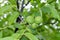 Green walnut fruits hanging on a branch with leaves. Walnut tree with three green peeled nuts