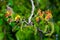 Green walnut inflorescences on green foliage backgroun