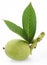 Green walnut with leaves.