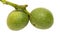 Green walnut yaoung fruits ripening on the tree with leaves,