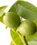 Green walnut young fruits ripening