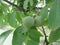 Green walnuts hanging on the tree . Tuscany, Italy