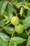 Green walnuts ripening