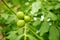 Green walnuts ripening on a walnut tree