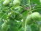 Green walnuts on a tree