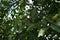 Green walnuts on a tree, fruits on branches.