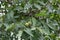 Green walnuts on a tree, fruits on branches.