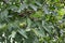 Green walnuts on a tree, fruits on branches.