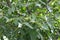 Green walnuts on a tree, fruits on branches.