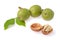 Green walnuts on a twig with leaves and opened walnut on a white background