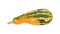 Green warty ornamental gourd with orange patch