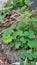 Green Water Clover on wet ground