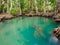 Green water lakes river waterfall with root tree at Tha Pom Klong Song Nam, Krabi, Thailand