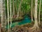 Green water lakes river waterfall with root tree at Tha Pom Klong Song Nam, Krabi, Thailand