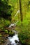 Green water and moss.