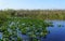 Green water plants and sawgrass on the swamp in Everglades, Florida, U.S.A