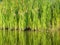 Green water plants in tropical wetland