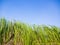 Green water plants in tropical wetland