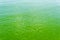 green water in sea with toxic algae