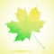 Green watercolor painted autumn maple leaf background