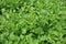 Green watercress plants