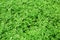 Green watercress plants on field