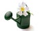 Green Watering Can with Flower