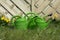 Green watering cans on lawn