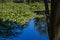 Green waterlilly pads with pink and white waterlilly blooms floating on bright blue