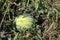 A green watermelon grows in the garden. Weeds. Copy space - concept of agriculture, harvest, berry, vegetable garden