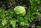 A green watermelon ripens in the field. A large watermelon in the garden. A watermelon grows on the whip. Striped